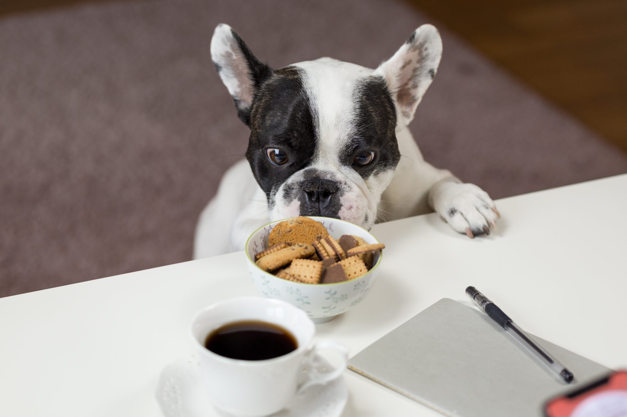 A Dog’s Life Is Ruff: Spent Grain Dog Treats By Deschutes Brewery