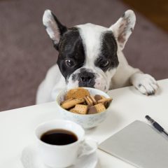 A Dog’s Life Is Ruff: Spent Grain Dog Treats By Deschutes Brewery