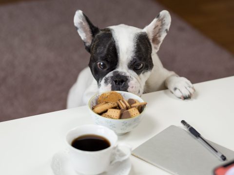 A Dog’s Life Is Ruff: Spent Grain Dog Treats By Deschutes Brewery