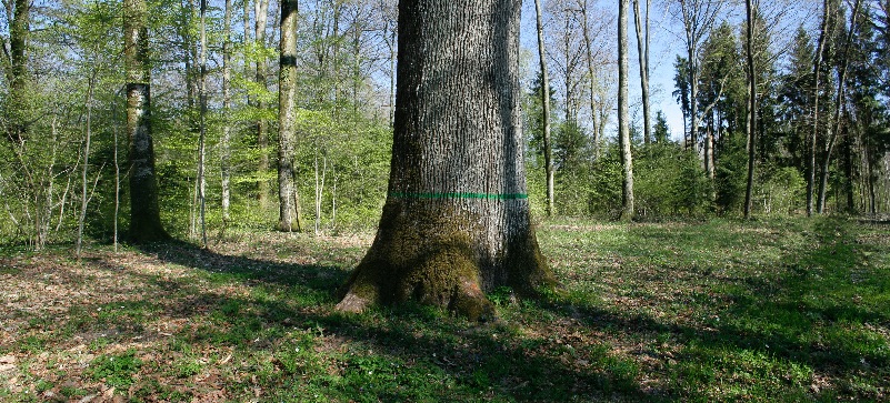 Champagne Henri Giraud Pledges Support For The French National Forestry