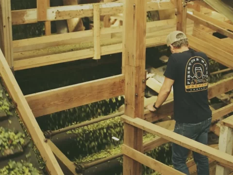 Hop Dreams | The Art Of Hop Farming. A Short Film By Firestone Walker