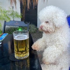 The Perils of Beer for our Furry Friends: Understanding the Dangers