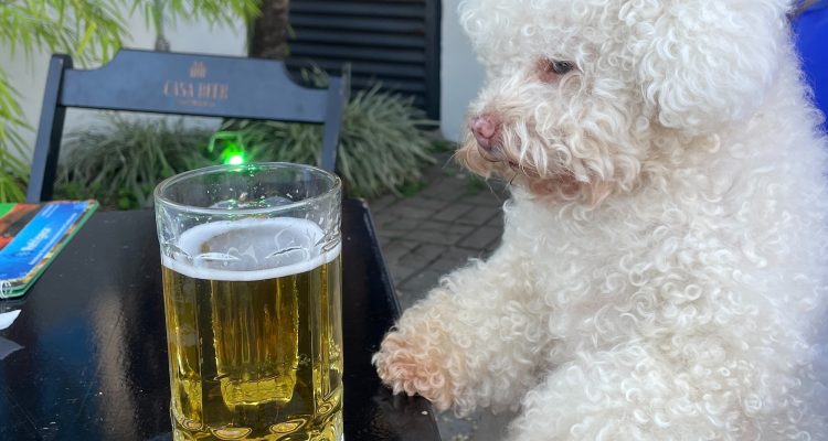 The Perils of Beer for our Furry Friends: Understanding the Dangers